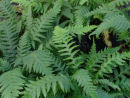 Thelypteris decursive-pinnata Japanese Beech Fern (Syn. Phegopteris decursive-pinnata) 9cm £4.50